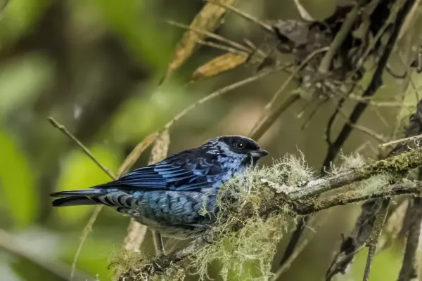 File:Beryl-spangled tanager (Tangara nigroviridis cyanescens) Caldas.jpg