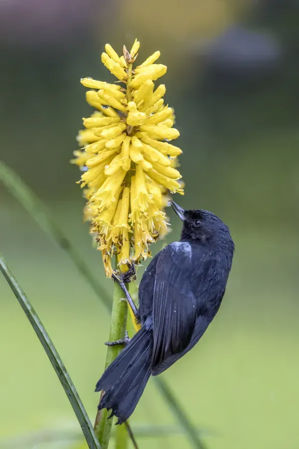 File:Black flowerpiercer (Diglossa humeralis humeralis) Cundinamarca.jpg