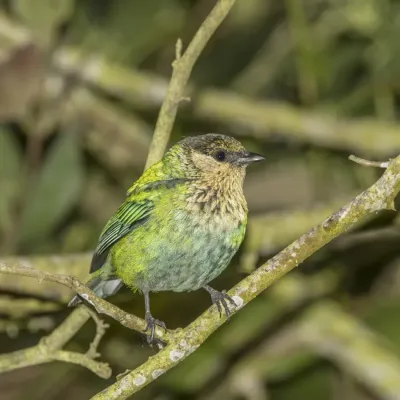 File:Black-capped tanager (Stilpnia heinei) female Cundinamarca.jpg