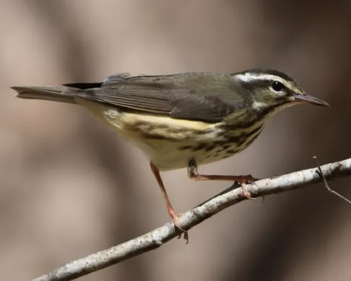 File:Parkesia motacilla 264404316.jpg
