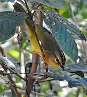 File:Myiothlypis bivittata 238102783.jpg