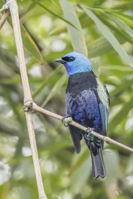 File:Blue-necked tanager (Stilpnia cyanicollis granadensis) Cundinamarca.jpg