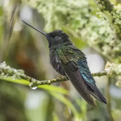File:Blue-throated starfrontlet (Coeligena helianthea helianthea) male Cundinamarca 2.jpg