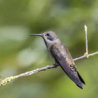 File:Brown violetear (Colibri delphinae) Las Tangaras.jpg