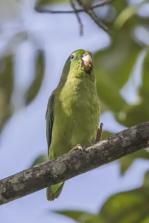File:Cauca spectacled parrotlet (Forpus conspicillatus caucae) female Antioquia.jpg
