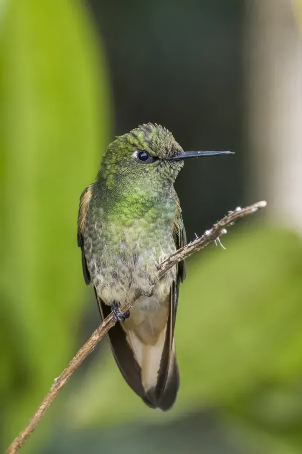 File:Buff-tailed coronet (Boissonneaua flavescens flavescens) Las Tangaras.jpg