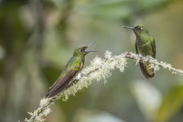 File:Buff-tailed coronets (Boissonneaua flavescens) Caldas.jpg