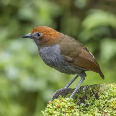 File:Chestnut-naped antpitta (Grallaria nuchalis ruficeps) Las Tangaras 2.jpg
