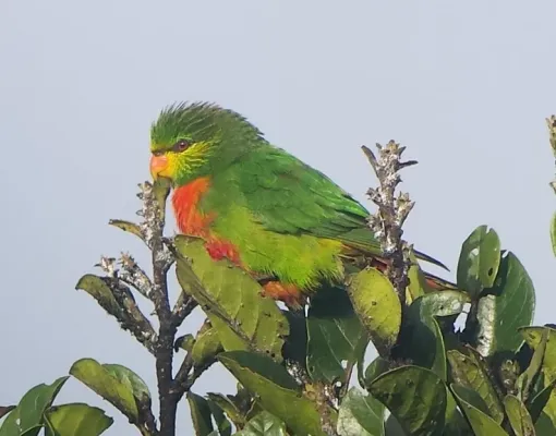 File:Neopsittacus pullicauda 77873579 (cropped).jpg