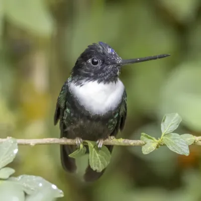 File:Collared inca (Coeligena torquata torquata) male Caldas.jpg