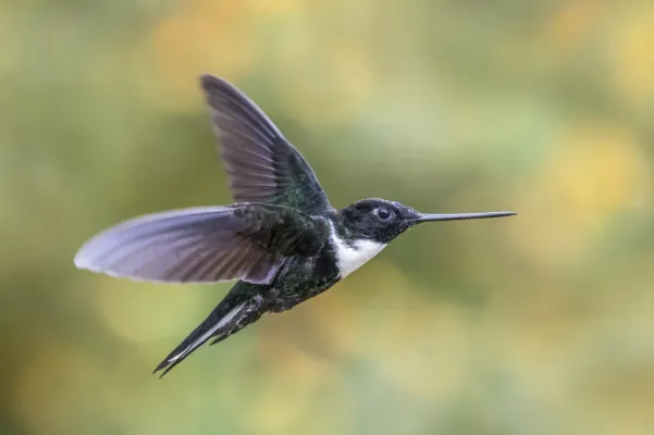 File:Collared inca (Coeligena torquata torquata) male in flight Caldas.jpg