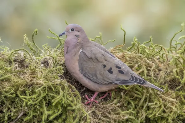 File:Eared dove (Zenaida auriculata antioquiae) Caldas.jpg