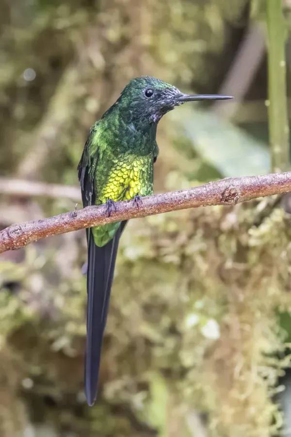 File:Empress brilliant (Heliodoxa imperatrix) male Las Tangaras.jpg