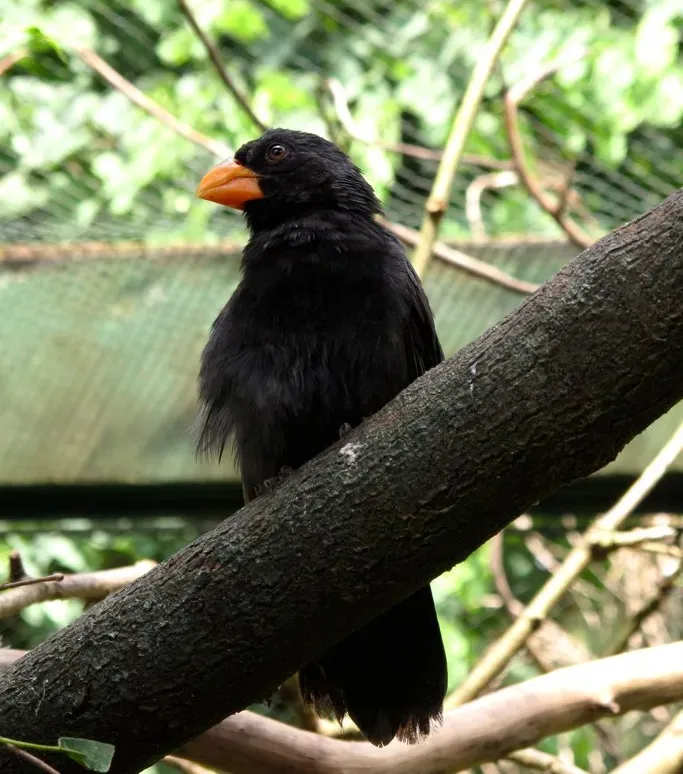 File:Saltator fuliginosus -Pomerode Zoo, Santa Catarina, Brazil -adult male-8a.jpg