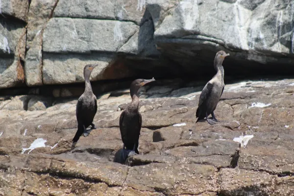 File:Cormorán Neotropical (Nannopterum brasilianum) en Isla El Perro.jpg