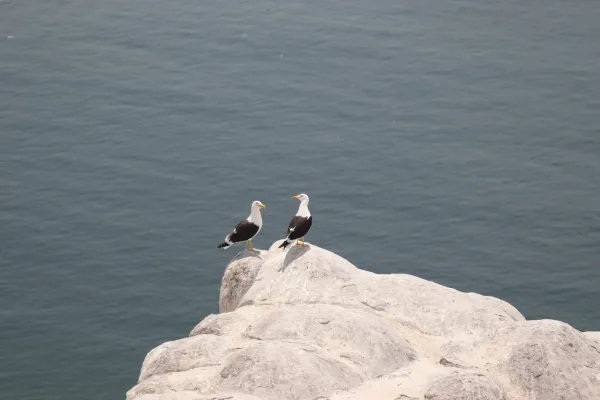File:Gaviota peruana (Larus belcheri) en Isla Blanca 02.jpg