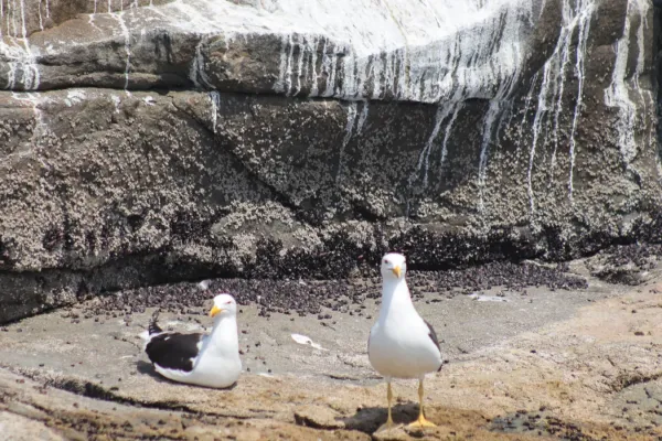 File:Gaviota peruana (Larus belcheri) en Isla Blanca 01.jpg