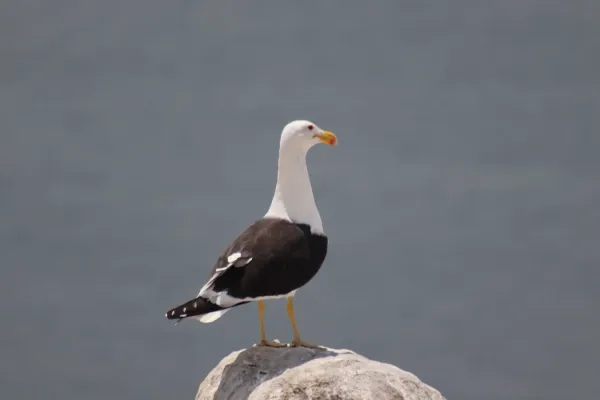 File:Gaviota peruana (Larus belcheri) en Isla Blanca 04.jpg