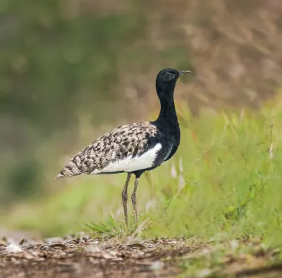 File:Bengal Florican (Houbaropsis bengalensis bengalensis) (cropped).jpg