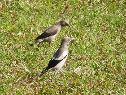 File:Sturnia sinensis, Kowloon Tsai, Hong Kong 2.jpg