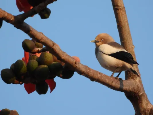 File:Sturnia sinensis, Kowloon Tsai, Hong Kong 3.jpg