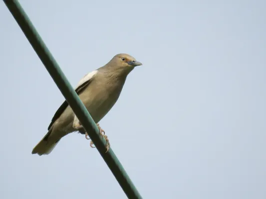 File:Sturnia sinensis, San Tin, Hong Kong 1.jpg