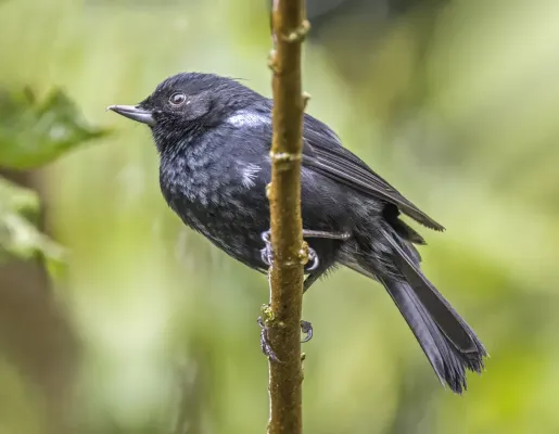 File:Glossy flowerpiercer (Diglossa lafresnayii) Cundinamarca.jpg