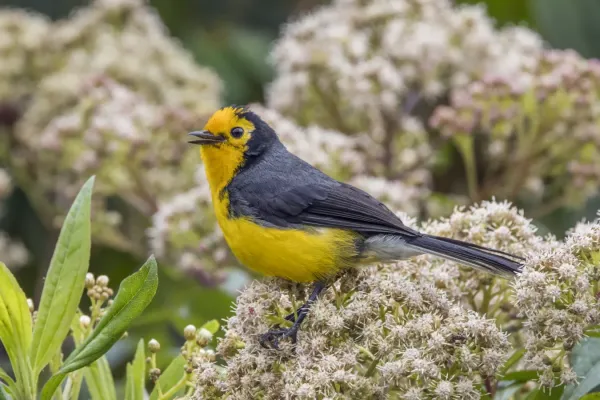 File:Golden-fronted redstart (Myioborus ornatus chrysops) Caldas.jpg
