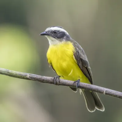 File:Social flycatcher (Myiozetetes similis columbianus) Antioquia.jpg