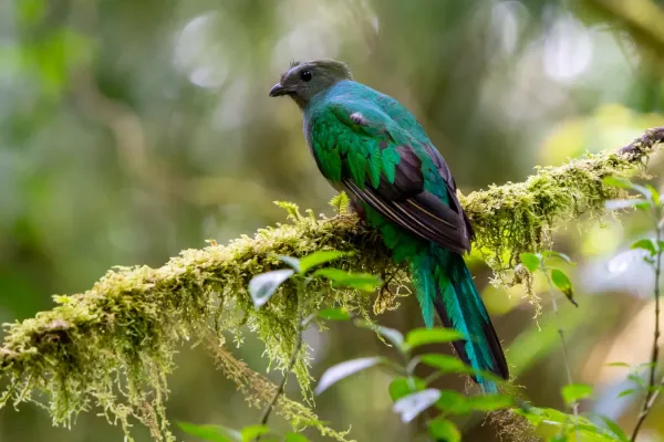 File:Pharomachrus mocinno 294535167.jpg