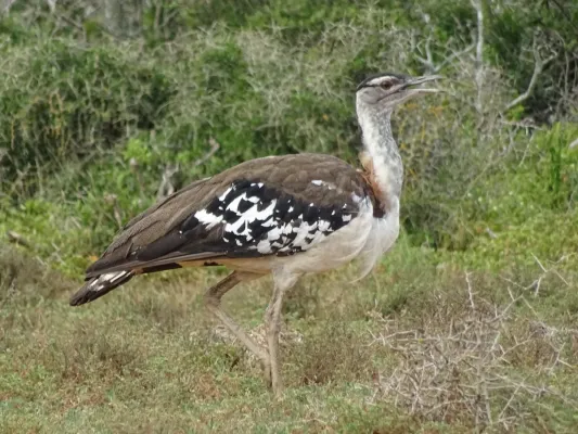 File:Neotis denhami stanleyi 198550919.jpg