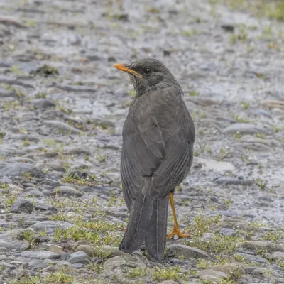 File:Great thrush (Turdus fuscater gigas) female Chingaza.jpg