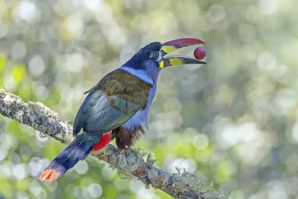 File:Grey-breasted mountain toucan (Andigena hypoglauca) feeding Caldas 2.jpg