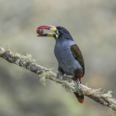 File:Grey-breasted mountain toucan (Andigena hypoglauca) feeding Caldas.jpg