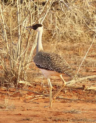 File:Neotis heuglinii 110378493.jpg