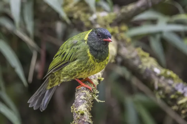 File:Green-and-black fruiteater (Pipreola riefferii riefferii) male Caldas.jpg