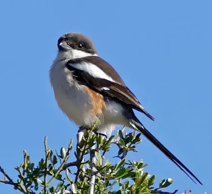 File:Southern Fiscal (Lanius collaris) female (32227989140), crop.jpg