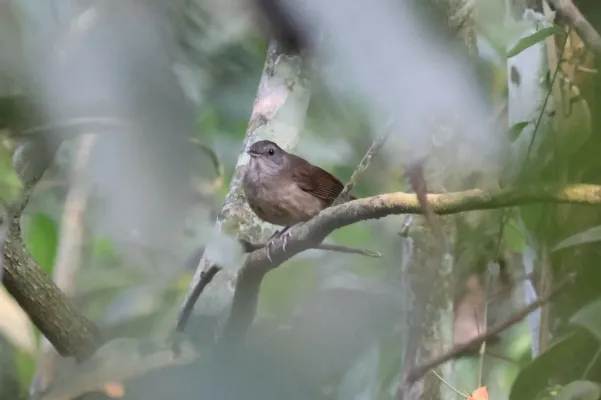 File:Illadopsis albipectus 253610244.jpg