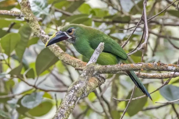 File:Grey-throated toucanet (Aulacorhynchus albivitta griseigularis) Las Tangaras.jpg