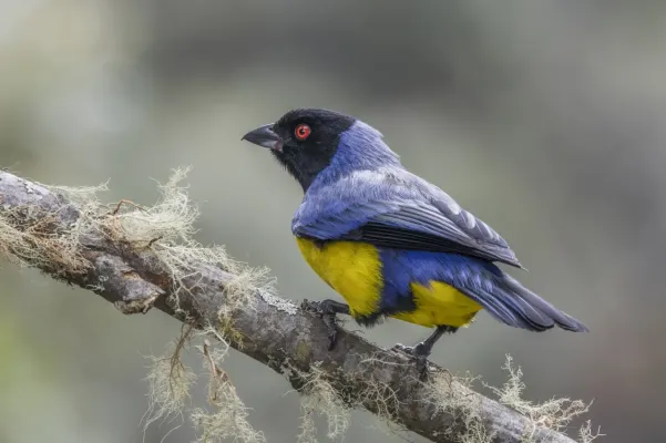 File:Hooded mountain tanager (Buthraupis montana cucullata) Caldas 3.jpg