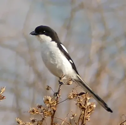 File:Common Fiscal (Lanius collaris) (31607951533), crop.jpg
