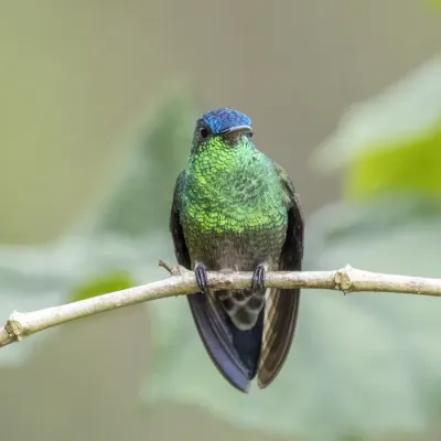 File:Indigo-capped hummingbird (Saucerottia cyanifrons) Cundinamarca 2.jpg