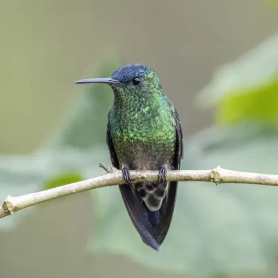 File:Indigo-capped hummingbird (Saucerottia cyanifrons) Cundinamarca.jpg