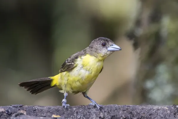 File:Lemon-rumped tanager (Ramphocelus flammigerus) female Las Tanagaras.jpg