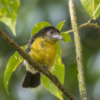 File:Lemon-rumped tanager (Ramphocelus flammigerus) female Las Tanagaras 2.jpg