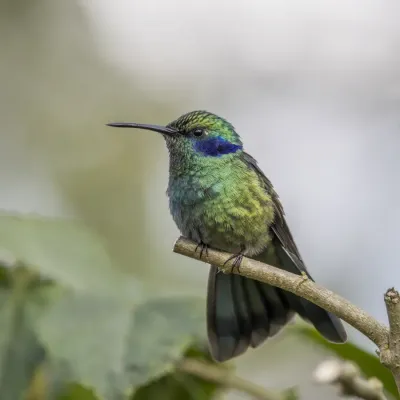 File:Lesser violetear (Colibri cyanotus cyanotus) Cundinamarca.jpg