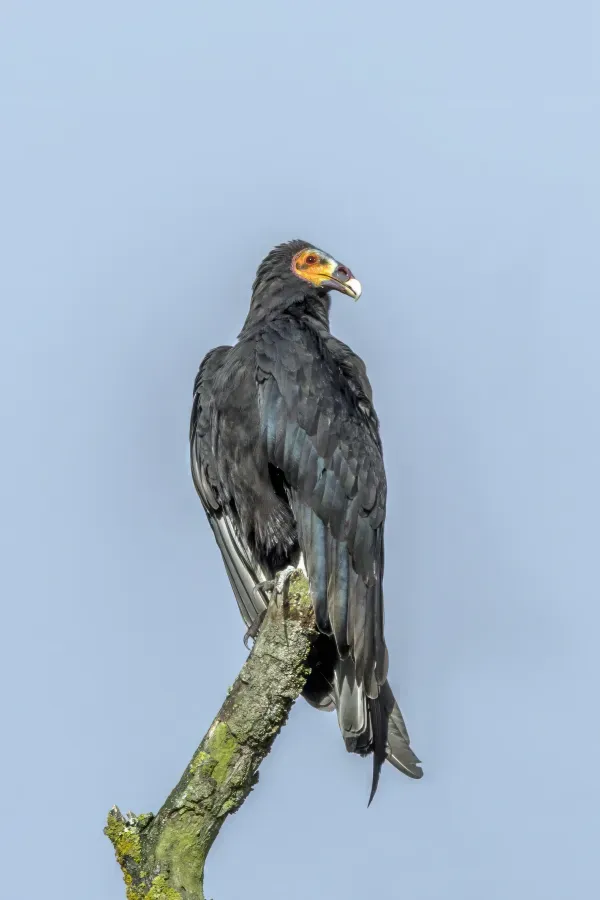 File:Lesser yellow-headed vulture (Cathartes burrovianus burrovianus) Cundinamarca.jpg