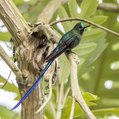 File:Long-tailed sylph (Aglaiocercus kingii kingii) male Cundinamarca 3.jpg