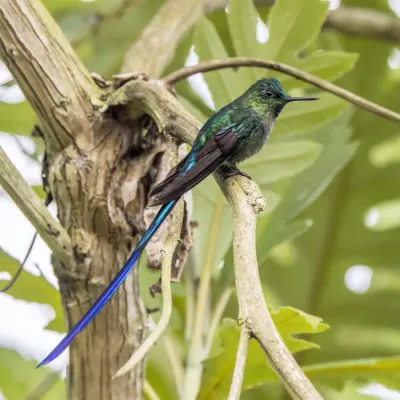 File:Long-tailed sylph (Aglaiocercus kingii kingii) male Cundinamarca 2.jpg
