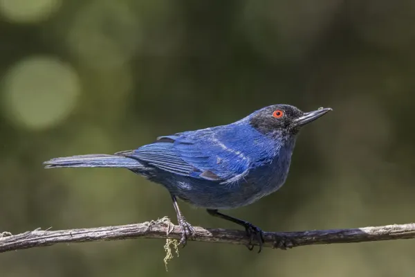 File:Masked flowerpiercer (Diglossa cyanea cyanea) Caldas.jpg